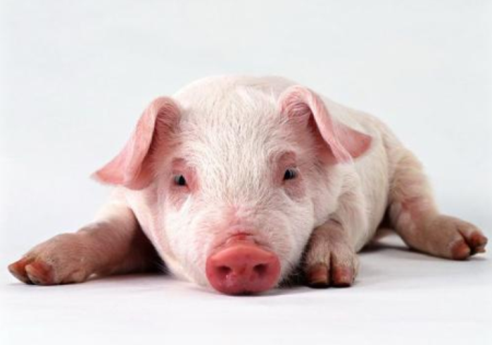 冬季猪群呼吸道疾病有哪些特点？这些防治措施可避免损失