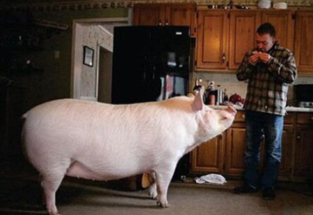 11月24日全国生猪价格外三元报价表，生猪价格上涨省市增多
