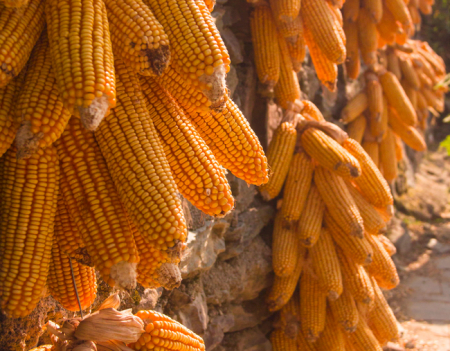 11月25日全国玉米价格行情表，饲料原料玉米价格缓慢回暖