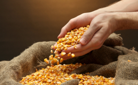 11月26日全国玉米价格行情表，饲料原料玉米价格不景气