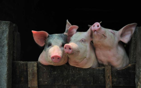 11月26日全国生猪价格，23省份下跌，西南地区猪价一枝独秀！