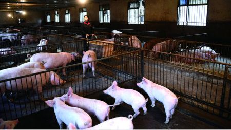 黑龙江生猪生产出现恢复性增长，生猪价格已下降