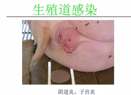 母猪生殖道感染