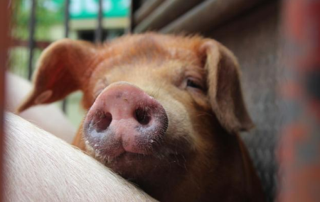 11月27日全国生猪价格土杂猪报价表，西南地区土杂猪价格恢复性上涨