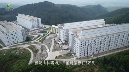 贵妃山楼房猪场