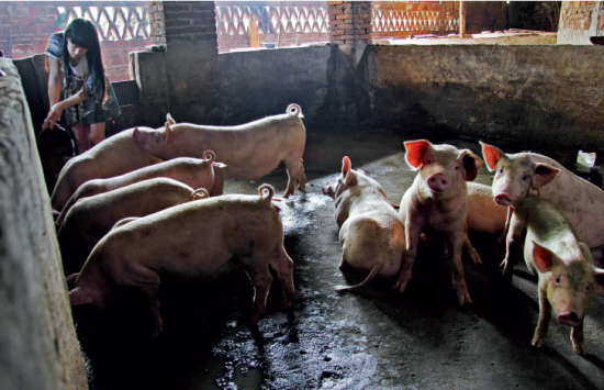 湖南生猪复产保卫战：养猪也是政治任务