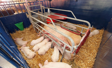 固阳县首家智能养猪场上线 一名工人管一个养猪场