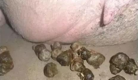 母猪便秘危害