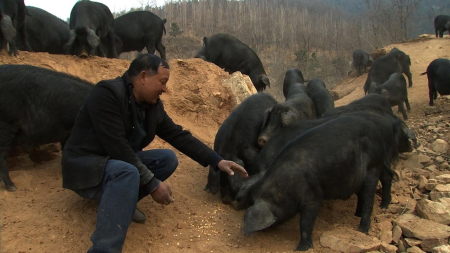 甘肃：多举措恢复生猪生产 保证市场供应