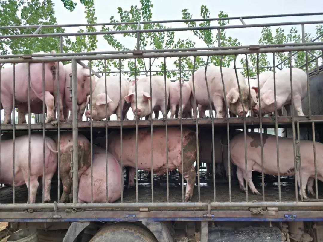 非中南区活猪明起禁止入粤 四类生猪仍可调入中南区