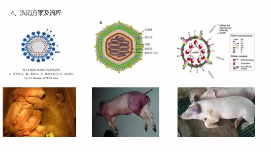 非洲猪瘟病毒结构