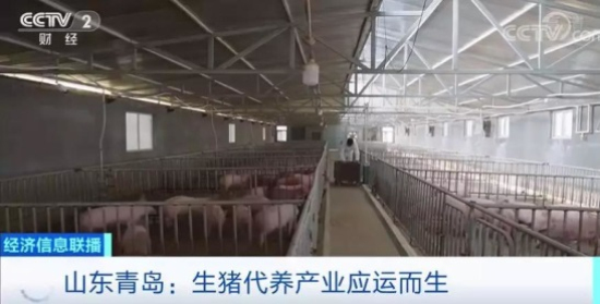 生猪代养产业