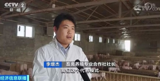 生猪代养模式