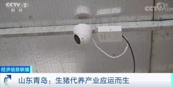 生猪代养产业
