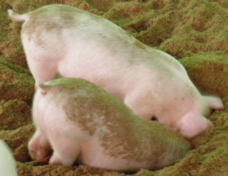 山东莱州：这里的生猪睡“薄床” 养猪场空气清新闻不到异味