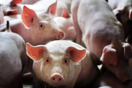 烟台：猪肉价格连降1个月 累计降幅16.16%