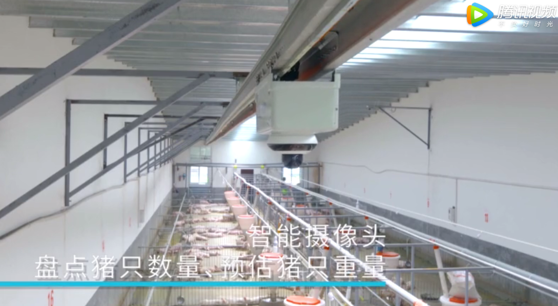 【猪小智-智能猪场管理专家】荆州市云天种猪场实拍视频