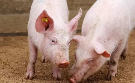 对规模化猪场猪尿降解工艺应用以及减排效果的研究