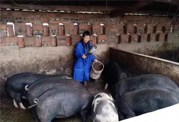 重庆綦江:贫困户的养猪逆袭战 为好日子带来更多曙光