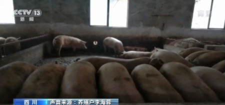 生猪养殖户的猪场