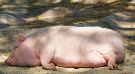 12月10日全国各地区种猪价格报价表，江苏母猪价格不升反降跌至千元