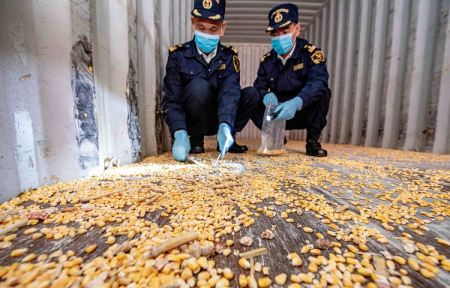 汕头港海关退运46个携带残留转基因玉米种子的进境空集装箱（图）
