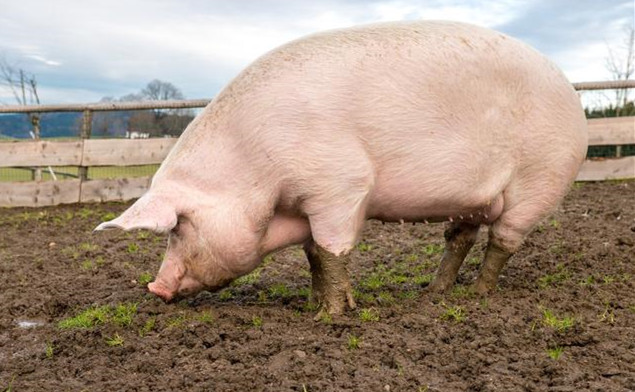 12月13日全国各地区种猪价格报价表，全国种猪价格依旧小幅下调！