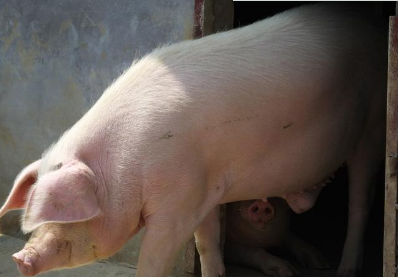 猪总是莫名的生病，查查是不是中了下面这些毒？