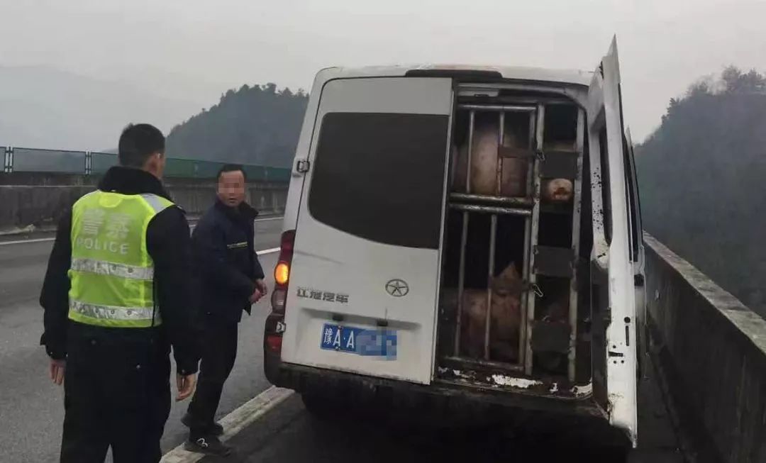 偷运生猪