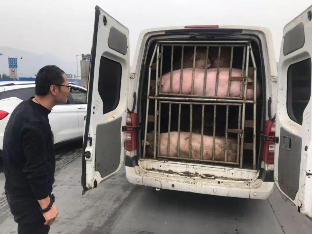 广元又查获非法运输生猪车辆，当地已严肃处理偷运人员！