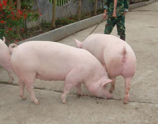 管理青年母猪体重和背膘厚度，改善其终身繁殖性能
