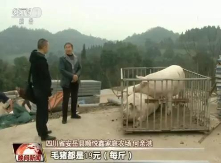 猪价