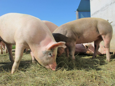 河南推出复养“保险超市”，助力生猪稳产保供！