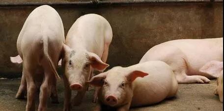 重庆荣昌：种猪育种中心动工 达产后年供应种猪4.8万头