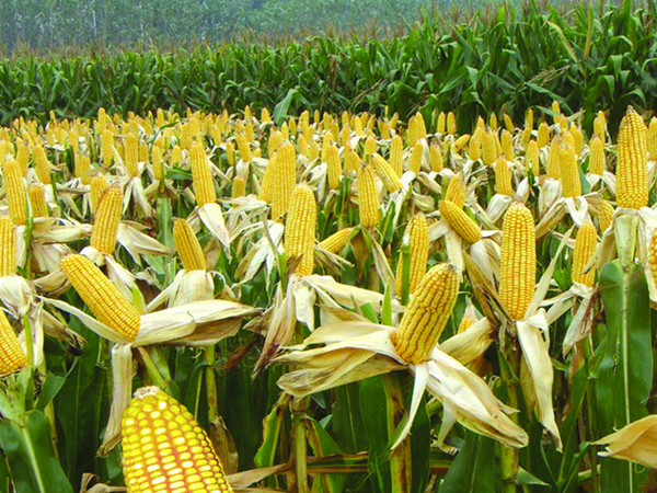 售粮进度放缓，玉米价格存在进一步向下调整的可能