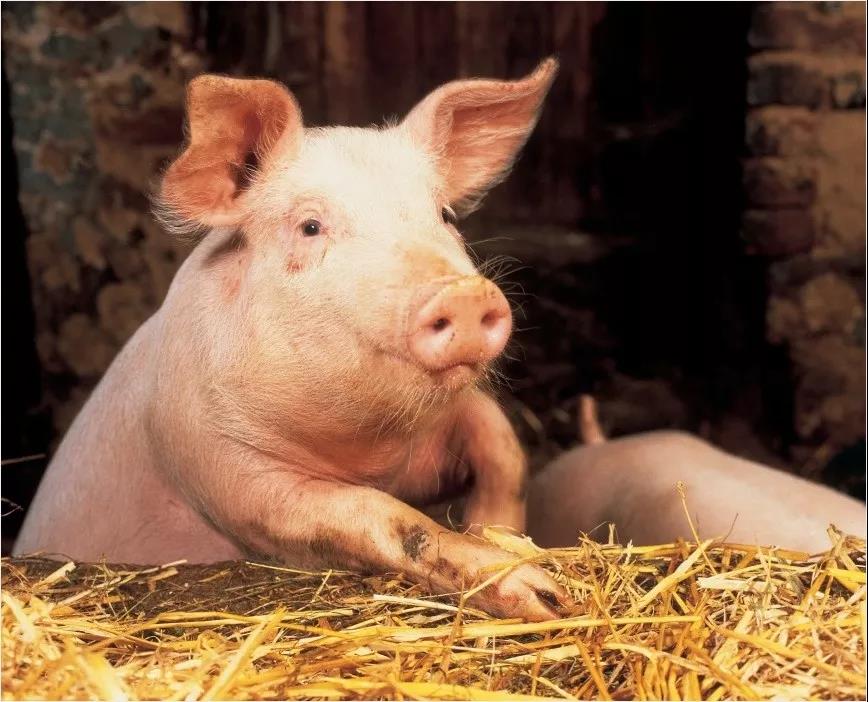 非瘟背景下的拜耳猪场繁殖管理方案