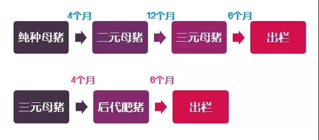 非瘟背景下商品代母猪引发的繁殖问题