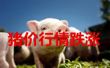 12月20日全国生猪价格，陷入涨跌调整中，专家预计2020年猪价以平稳为主！