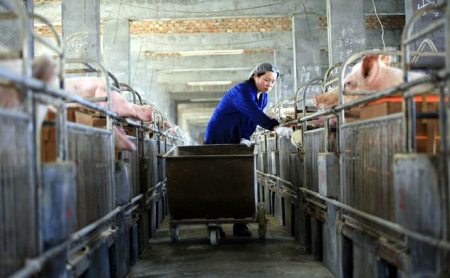 河南：中小养殖户层层布防 提升生猪防疫能力