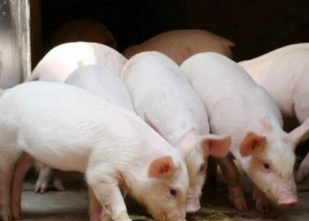 育肥猪的饲养管理直接关乎猪场效益