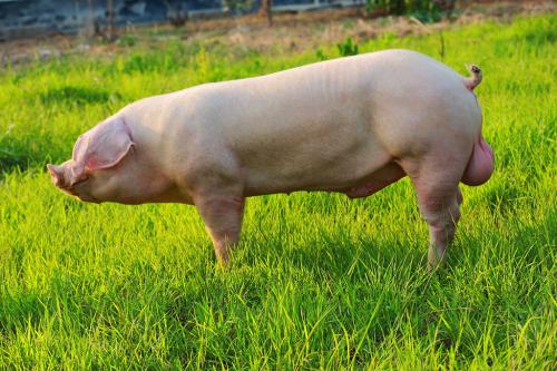 遗传改良：扬翔华系三元杂商品猪肉质性能的比较研究