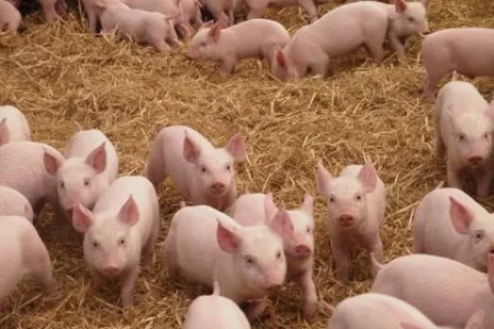 疫区已有猪场复养成功！他们是怎么做的？