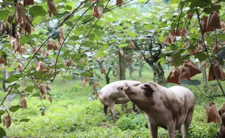 12月25日全国各地区种猪价格报价表，种猪价格持续小幅震荡调整！