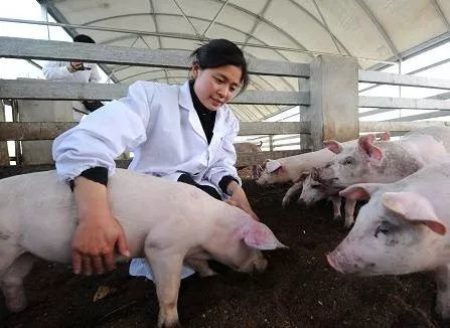 非洲猪瘟病毒B646L基因质粒标准物质 获国家标物批准文号