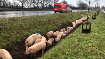 比利时载177头生猪卡车侧翻 “二师兄”排队出逃