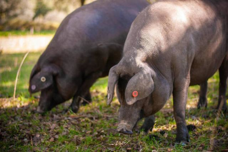 西班牙成中国第一大猪肉供应国，西媒称：推动我国养猪业