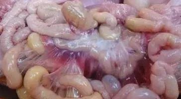 　猪流行性腹泻