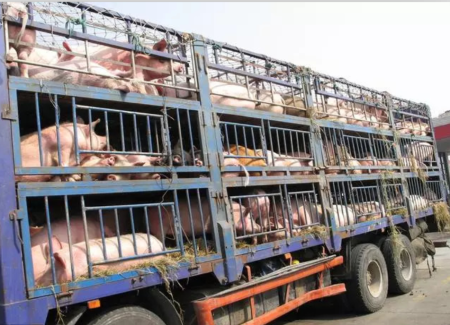 云南元旦春节期间将投放2万头生猪活体储备