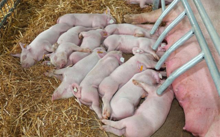 泌乳母猪饲喂经验分享：每头母猪断奶仔猪可高达39头
