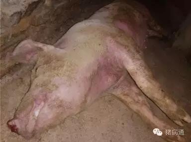 死亡猪只从鼻孔流出血样分泌物